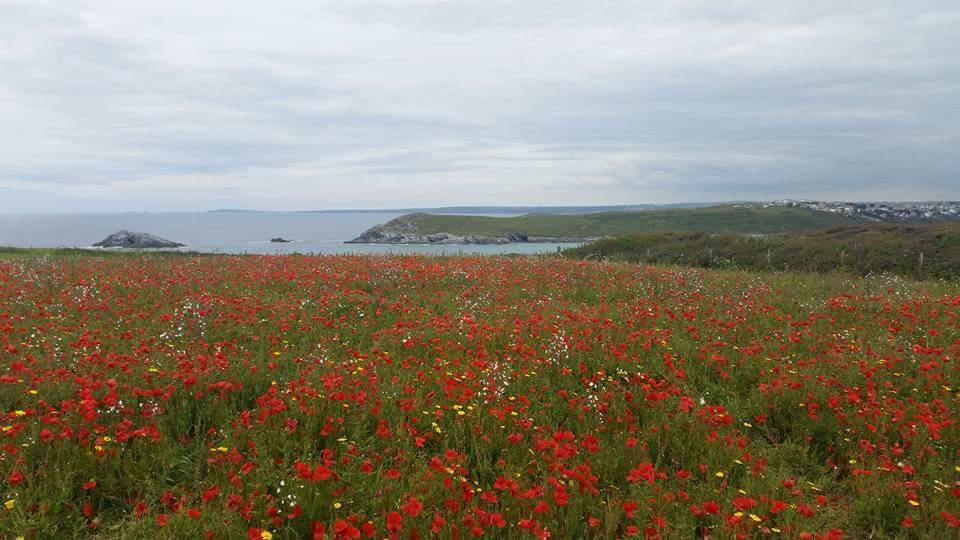 The Trelinda Guest House New Quay Esterno foto